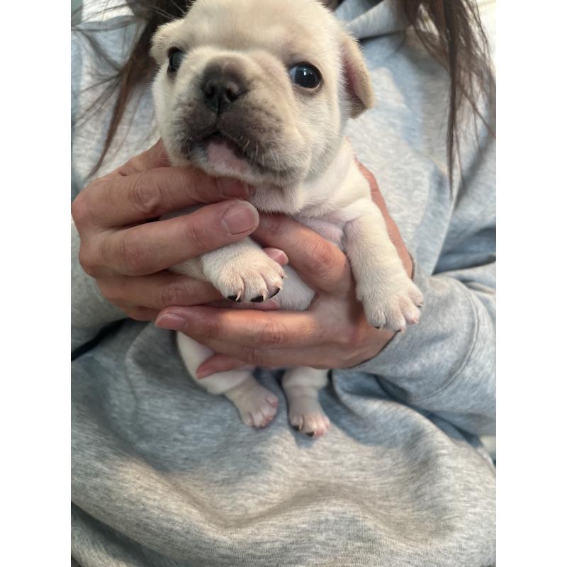 商談中の栃木県のフレンチブルドッグ-439622の3枚目