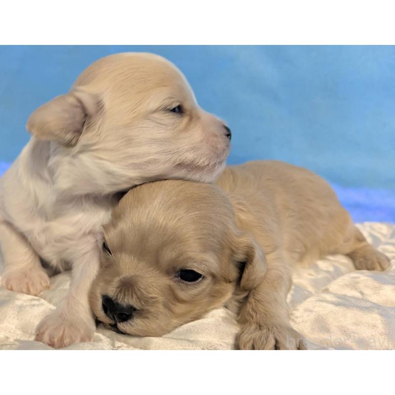 販売中の埼玉県のマルプー:マルチーズ×トイプードル-442567の9枚目