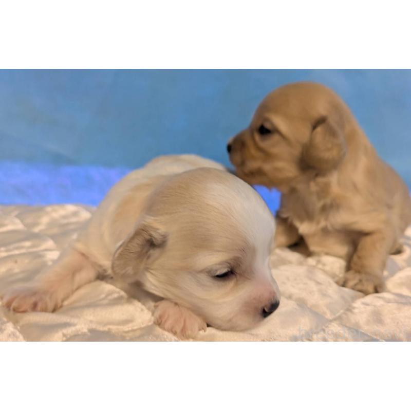 販売中の埼玉県のマルプー:マルチーズ×トイプードル-442567の8枚目