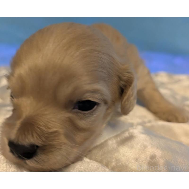 販売中の埼玉県のマルプー:マルチーズ×トイプードル-442567の7枚目