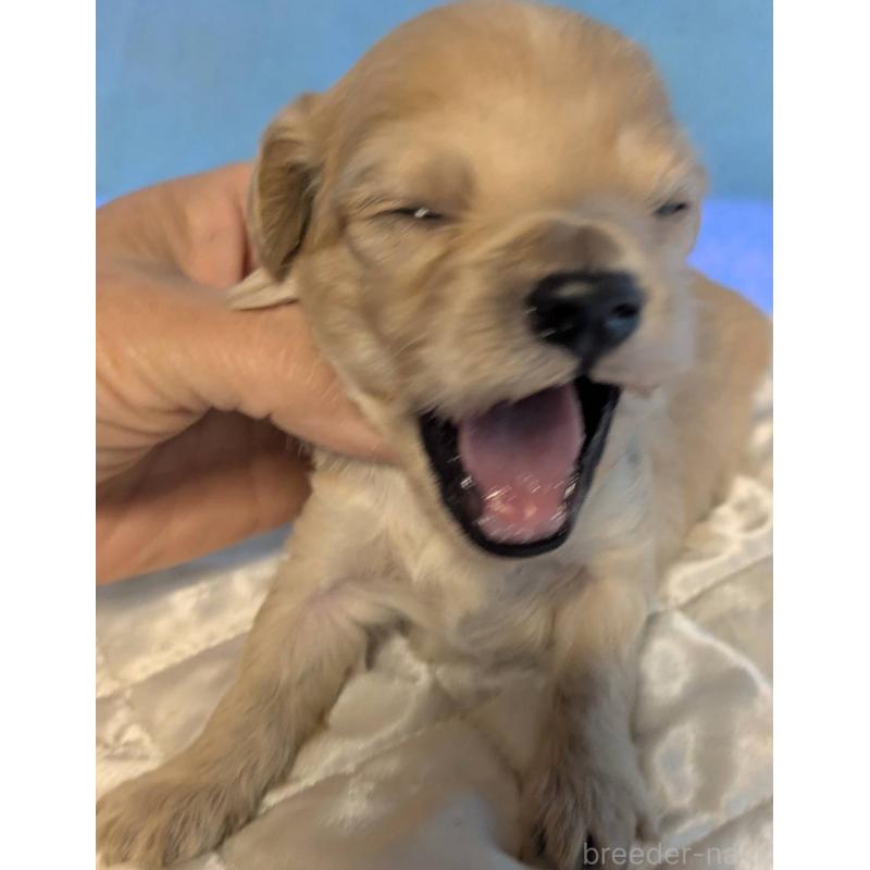 販売中の埼玉県のマルプー:マルチーズ×トイプードル-442567の6枚目