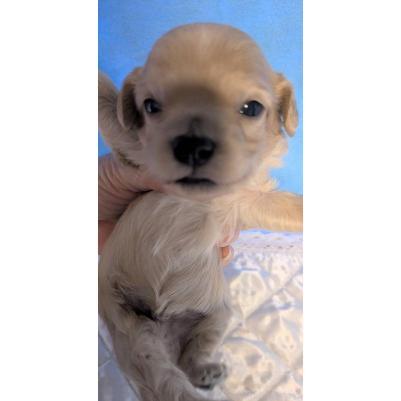 販売中の埼玉県のマルプー:マルチーズ×トイプードル-442567の3枚目