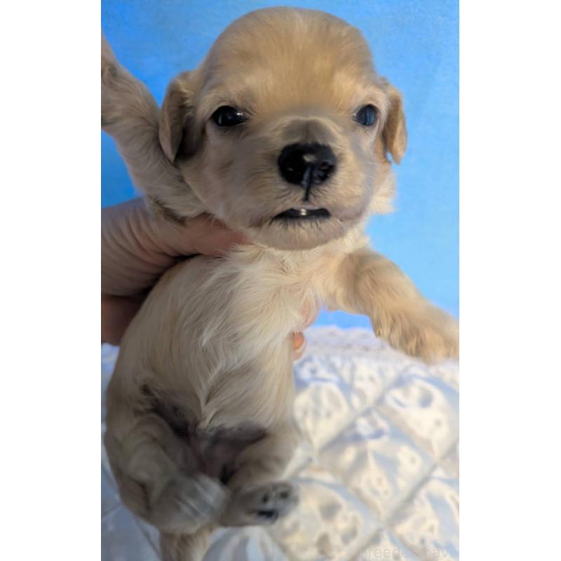 販売中の埼玉県のマルプー:マルチーズ×トイプードル-442567の2枚目