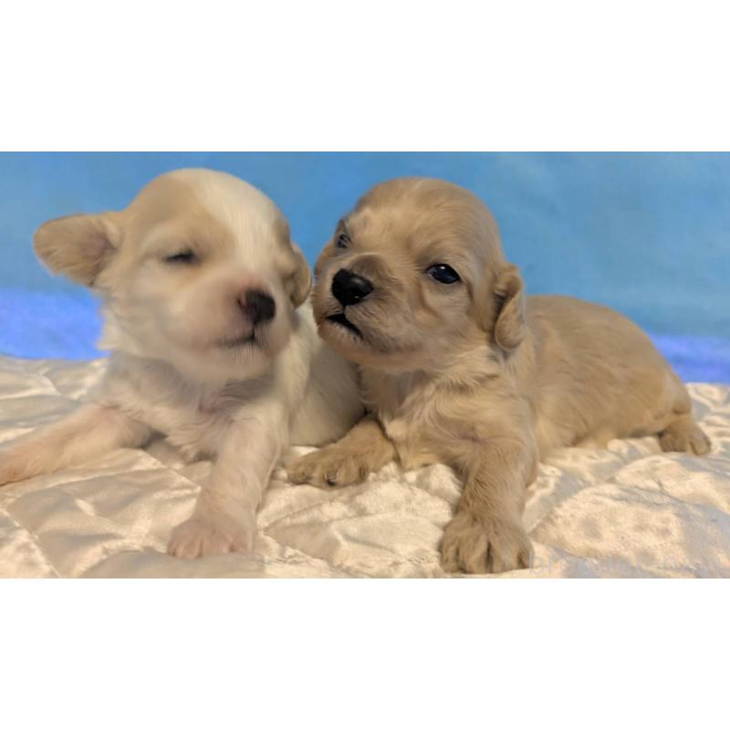 販売中の埼玉県のマルプー:マルチーズ×トイプードル-442569の7枚目