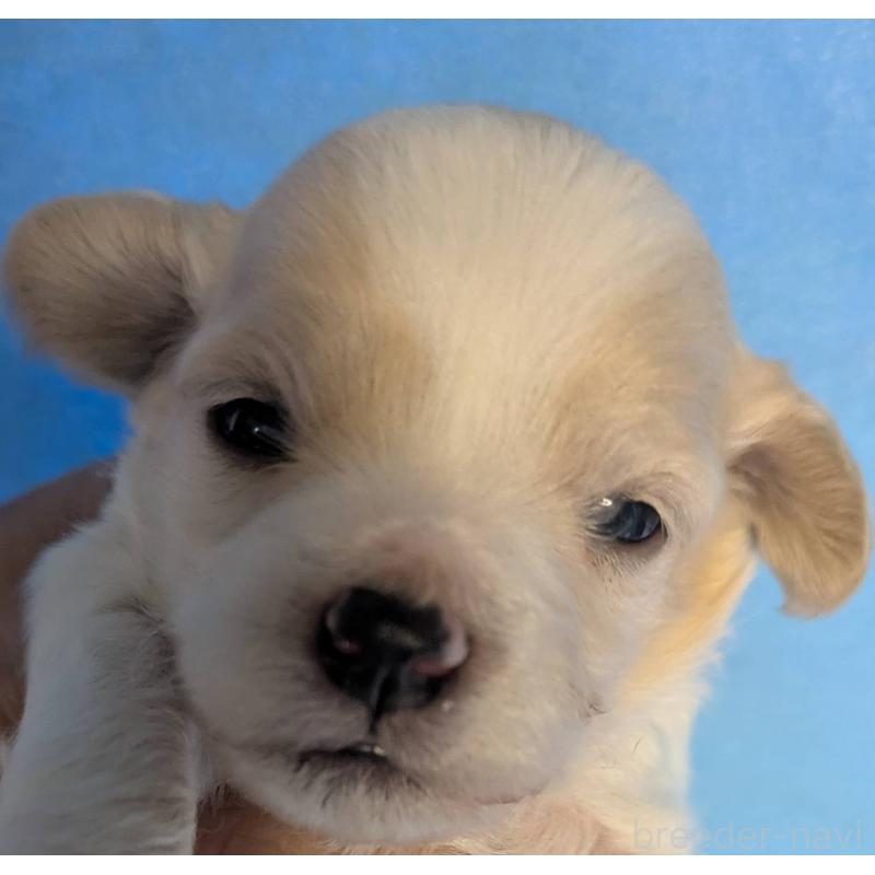 販売中の埼玉県のマルプー:マルチーズ×トイプードル-442569の1枚目