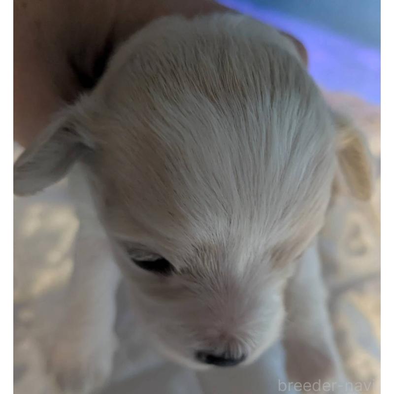 販売中の埼玉県のマルプー:マルチーズ×トイプードル-442569の3枚目