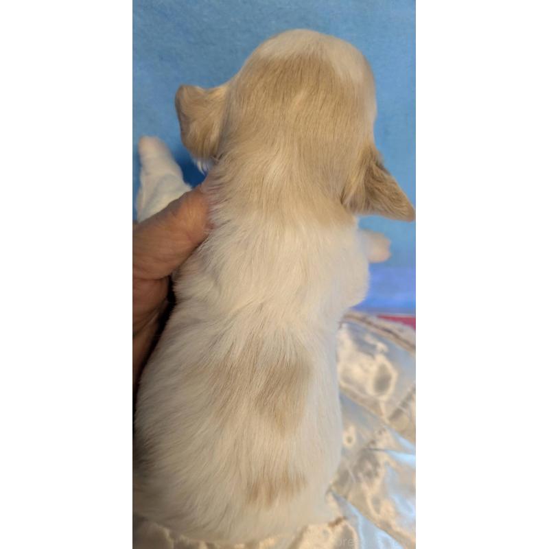販売中の埼玉県のマルプー:マルチーズ×トイプードル-442569の2枚目