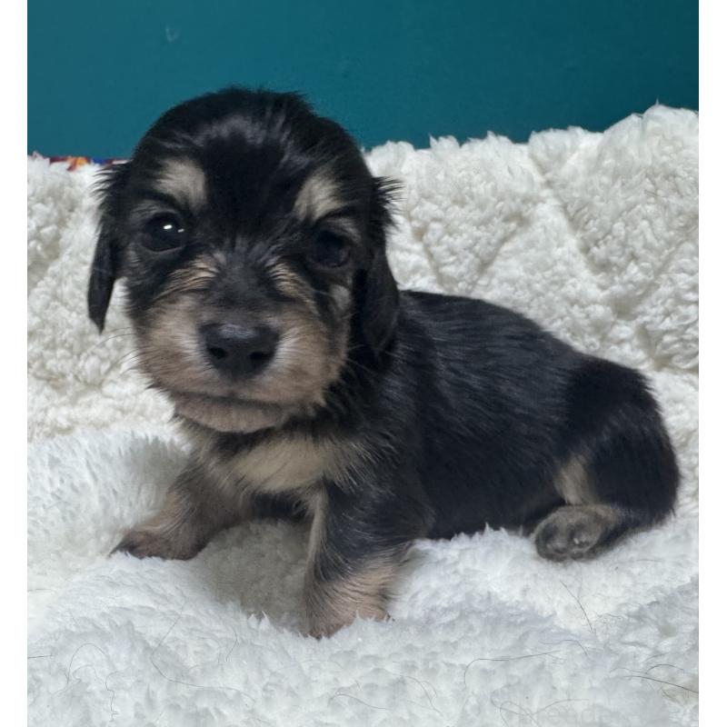 販売中の奈良県のミニチュアダックスフンド(ロングヘアード)-442568の1枚目