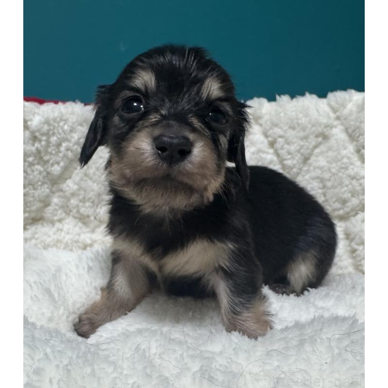 販売中の奈良県のミニチュアダックスフンド(ロングヘアード)-442568の4枚目