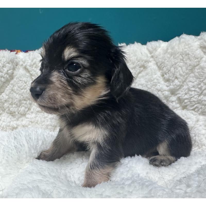 販売中の奈良県のミニチュアダックスフンド(ロングヘアード)-442568の3枚目