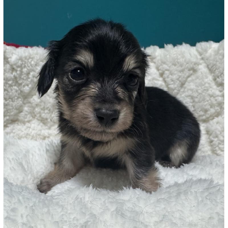 販売中の奈良県のミニチュアダックスフンド(ロングヘアード)-442568の2枚目