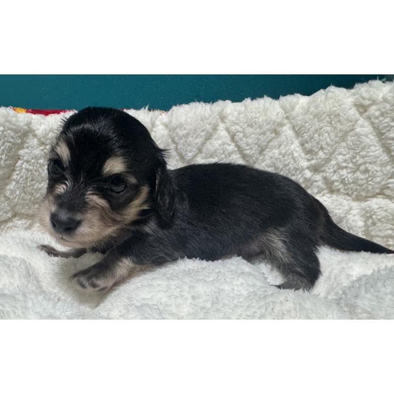 販売中の奈良県のミニチュアダックスフンド(ロングヘアード)-442566の3枚目