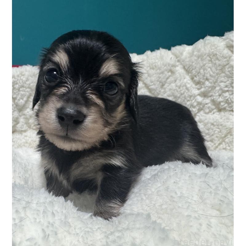 販売中の奈良県のミニチュアダックスフンド(ロングヘアード)-442566の2枚目