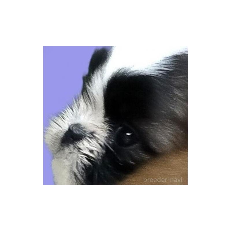 販売中の茨城県のシーズー-442571の5枚目