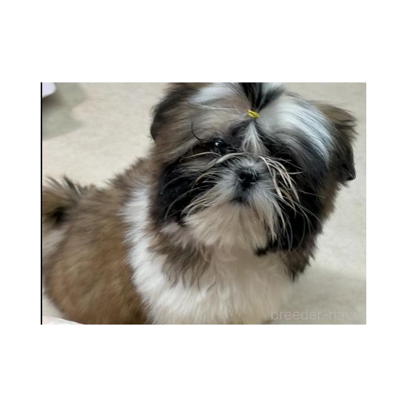 販売中の茨城県のシーズー-442571の6枚目