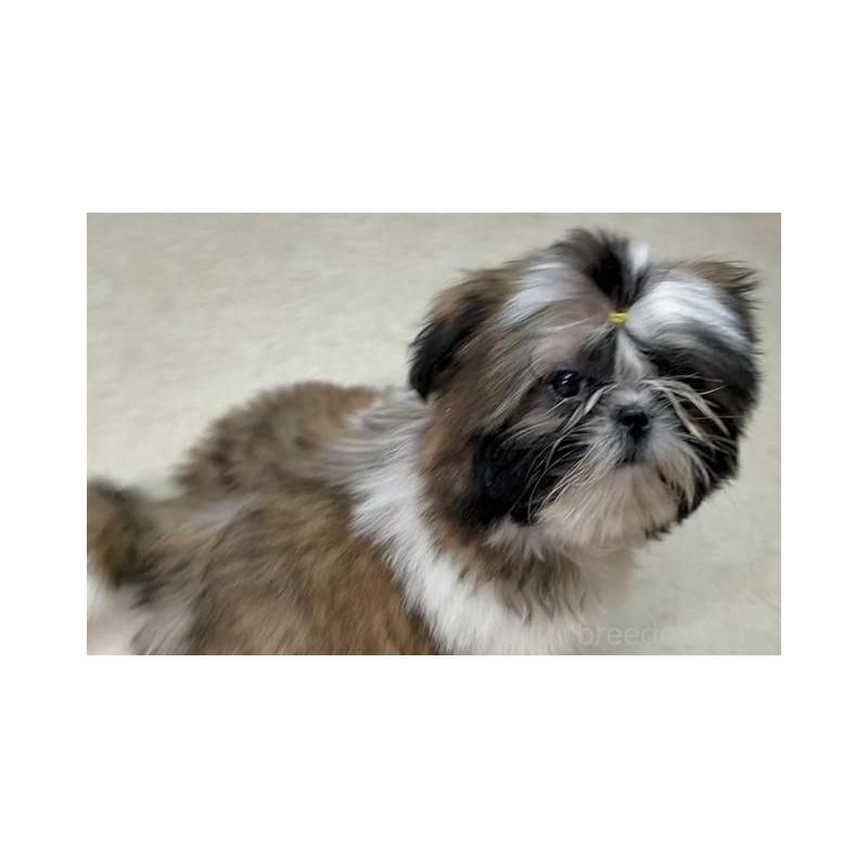 販売中の茨城県のシーズー-442571の3枚目