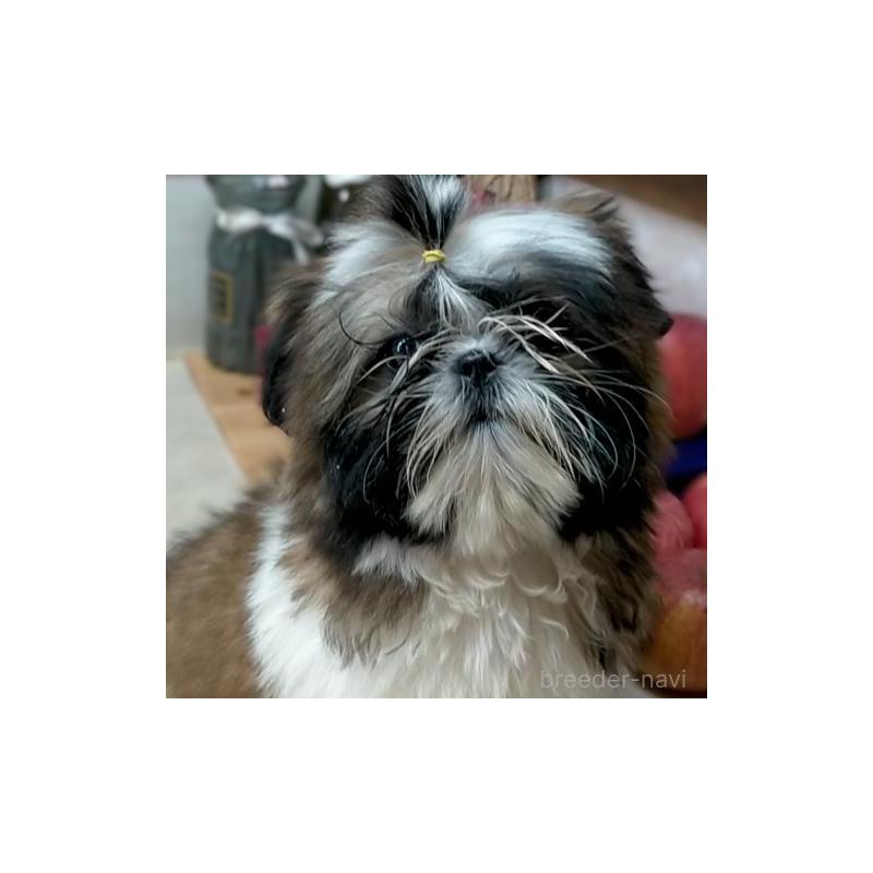 販売中の茨城県のシーズー-442571の4枚目