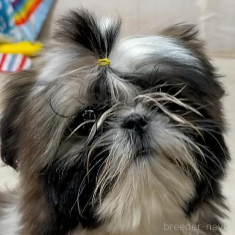 販売中の茨城県のシーズー-442571