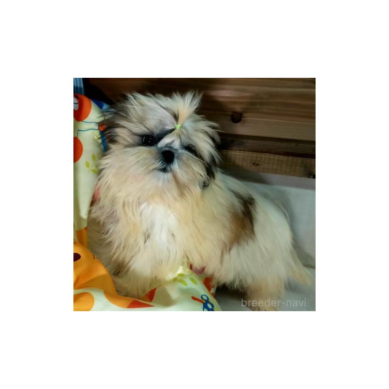 販売中の茨城県のシーズー-442574の4枚目