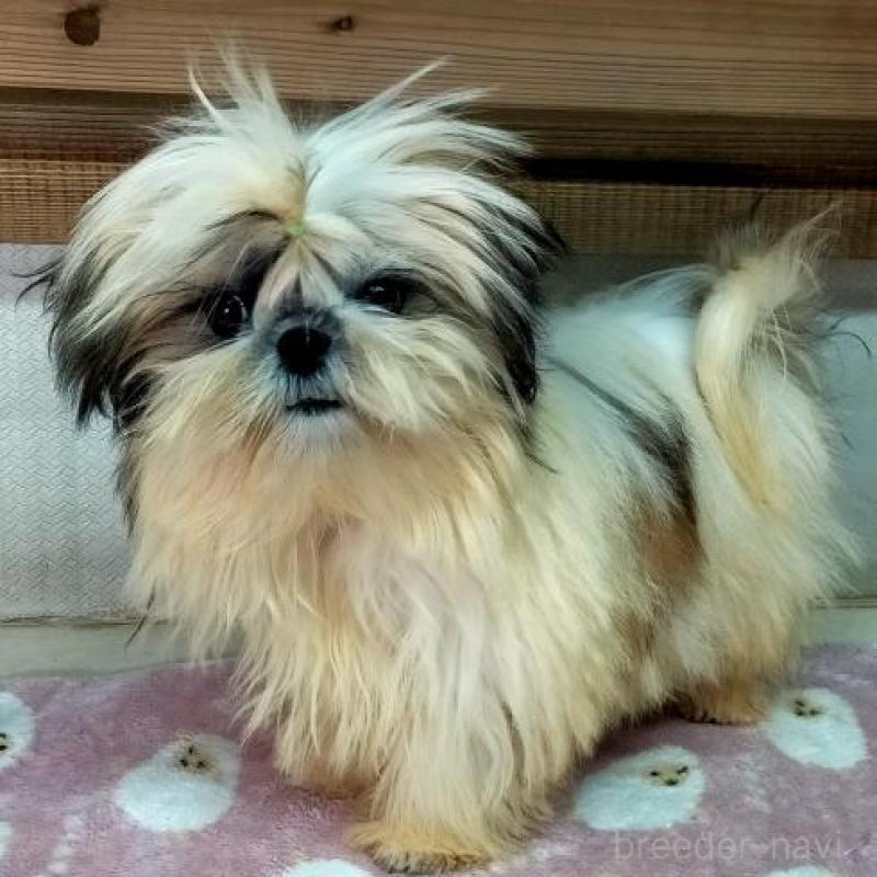 販売中の茨城県のシーズー-442574の3枚目