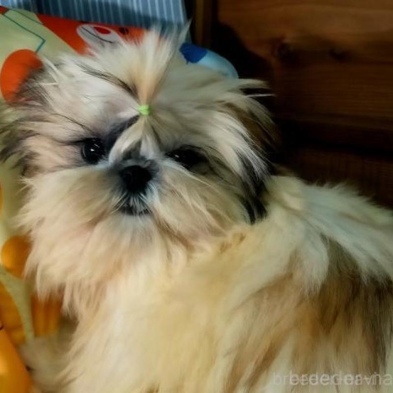 販売中の茨城県のシーズー-442574