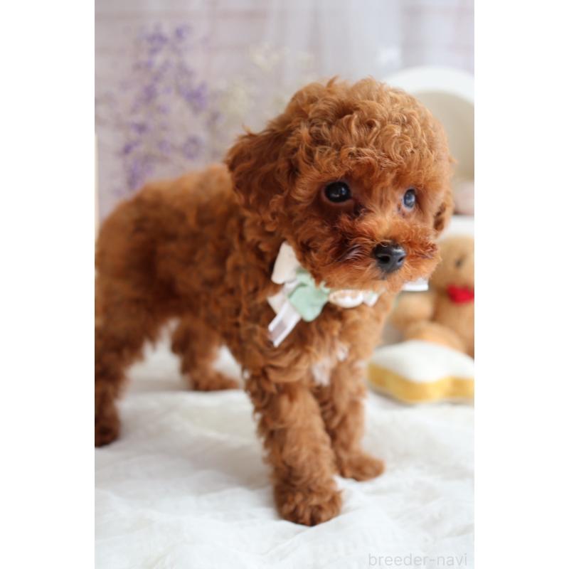 販売中の奈良県のタイニープードル-442575の9枚目