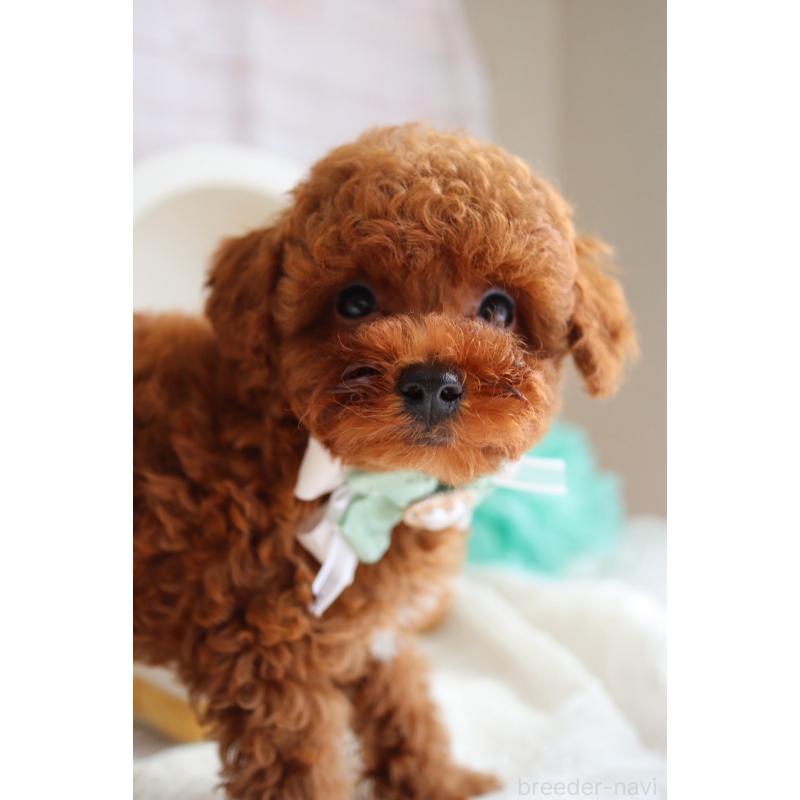 販売中の奈良県のタイニープードル-442575の7枚目