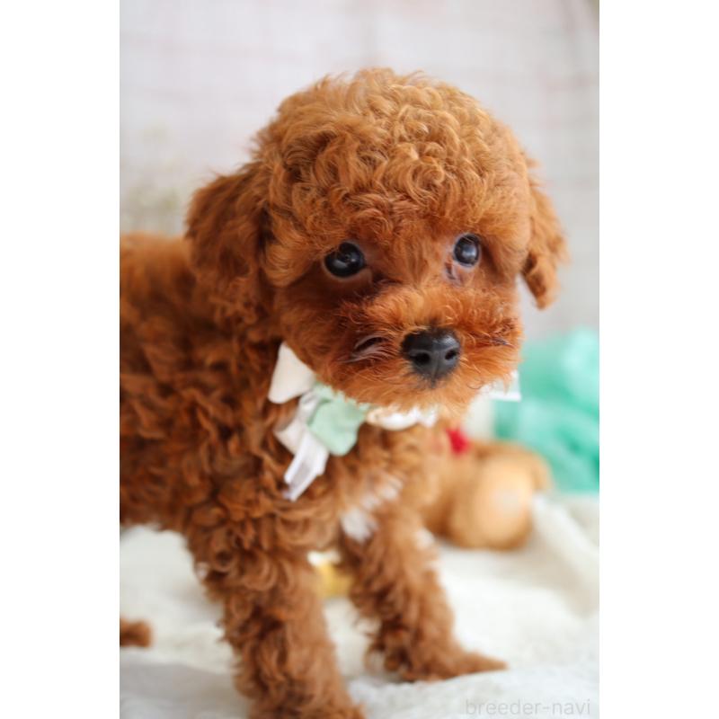 販売中の奈良県のタイニープードル-442575の6枚目