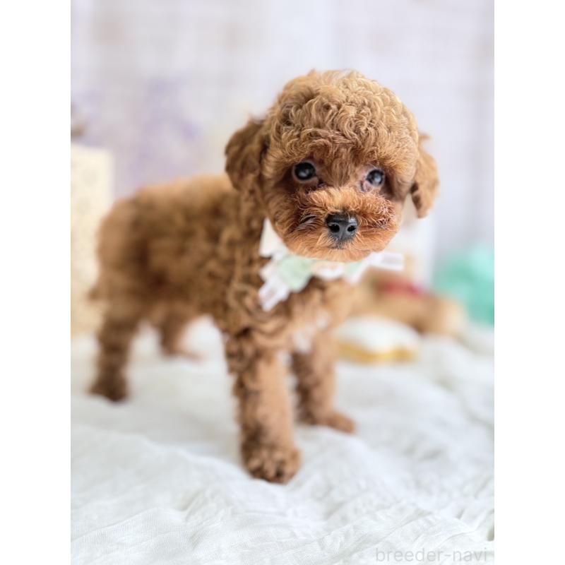 販売中の奈良県のタイニープードル-442575の5枚目