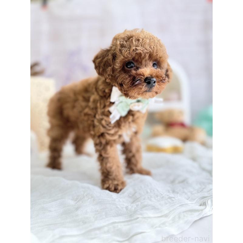 販売中の奈良県のタイニープードル-442575の3枚目