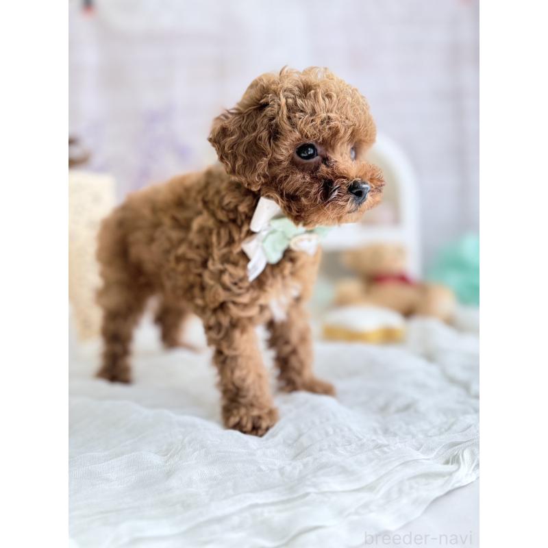 販売中の奈良県のタイニープードル-442575の4枚目