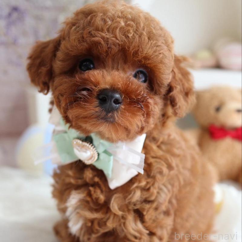 販売中の奈良県のタイニープードル-442575の1枚目