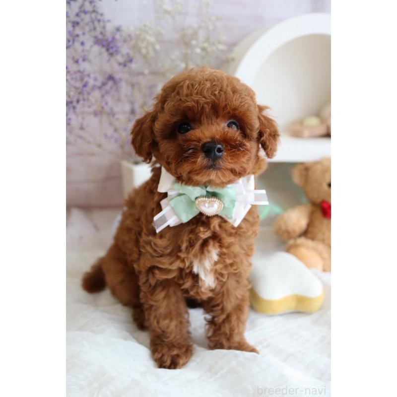 販売中の奈良県のタイニープードル-442575の2枚目
