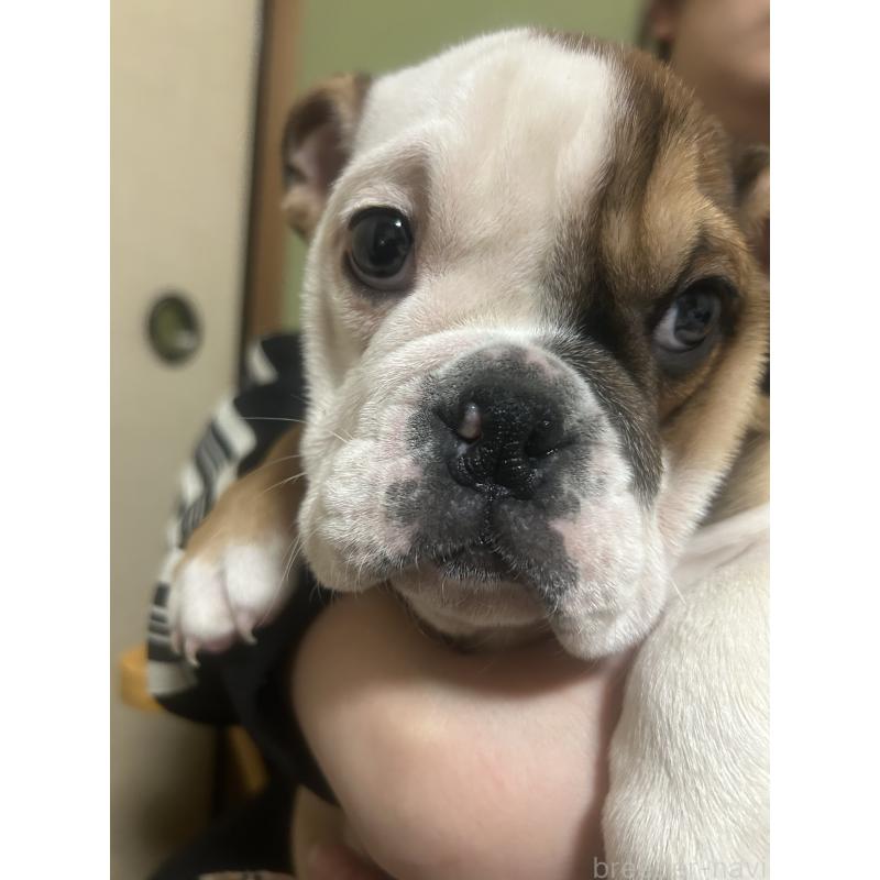 販売中の香川県のブルドッグ-442579の2枚目