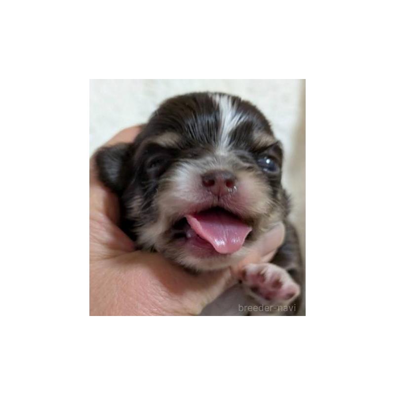 販売中の秋田県のチワワ(ロングコート)-442576の5枚目