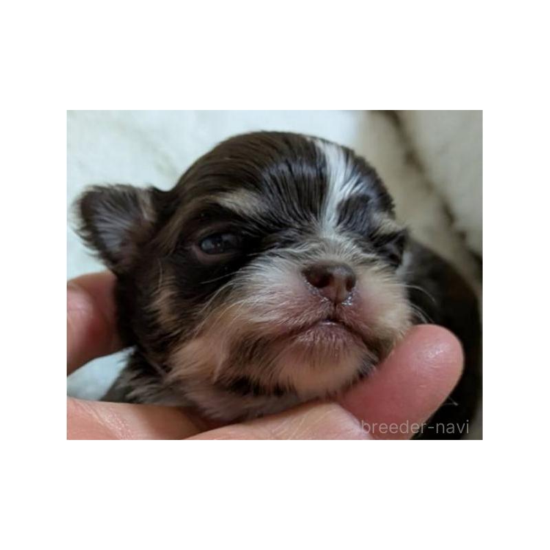 販売中の秋田県のチワワ(ロングコート)-442576の6枚目