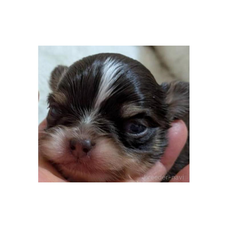 販売中の秋田県のチワワ(ロングコート)-442576の3枚目