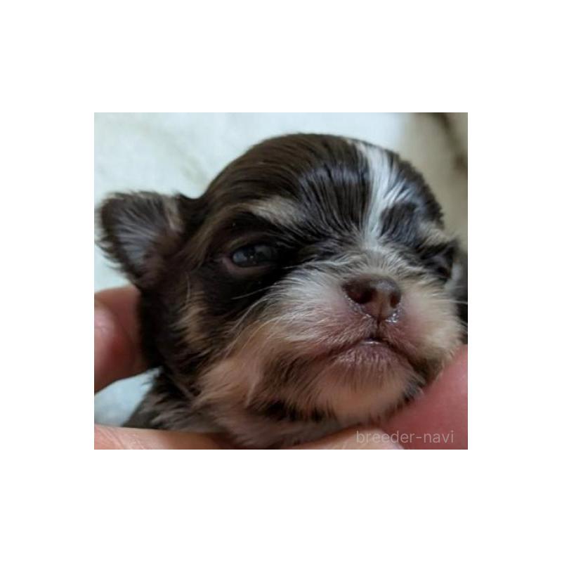 販売中の秋田県のチワワ(ロングコート)-442576の4枚目