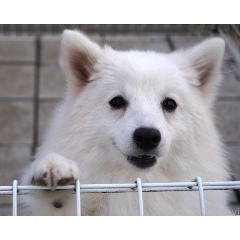 販売中の栃木県の日本スピッツ-434543の5枚目