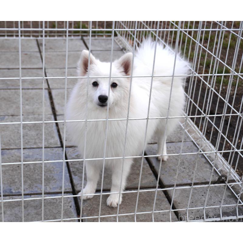 販売中の栃木県の日本スピッツ-434543の4枚目