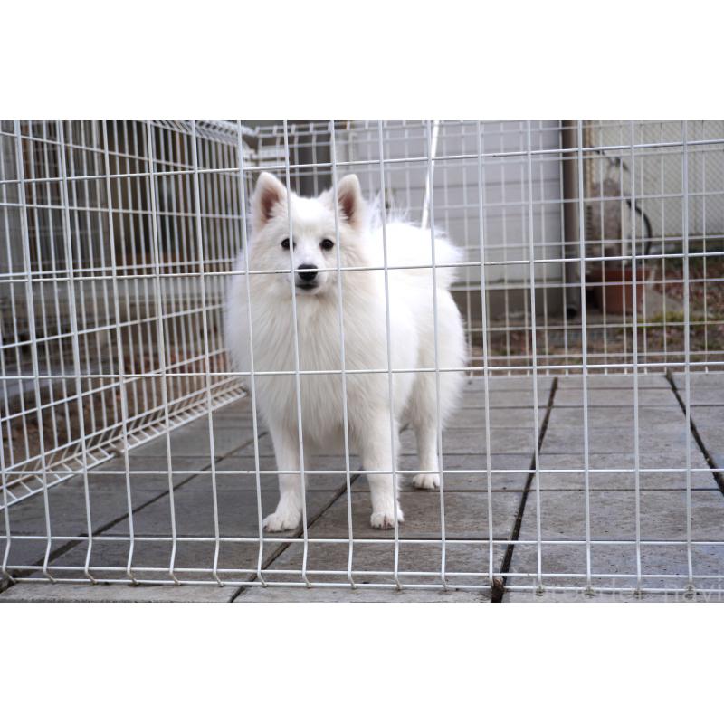 販売中の栃木県の日本スピッツ-434543の3枚目