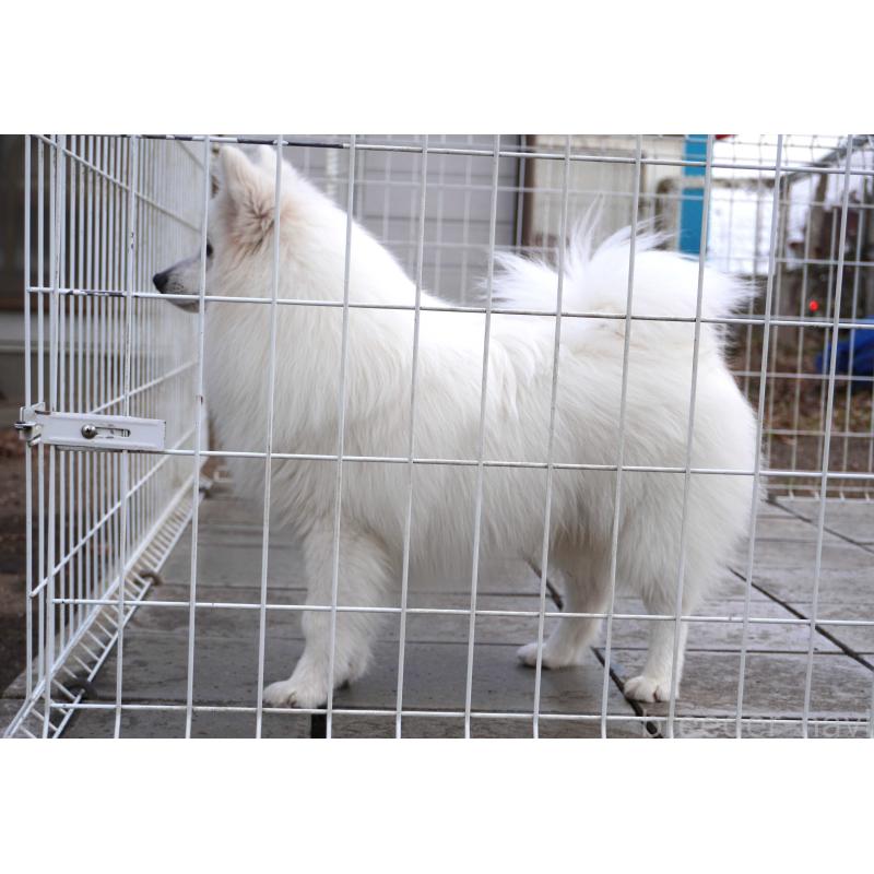 販売中の栃木県の日本スピッツ-434543の2枚目