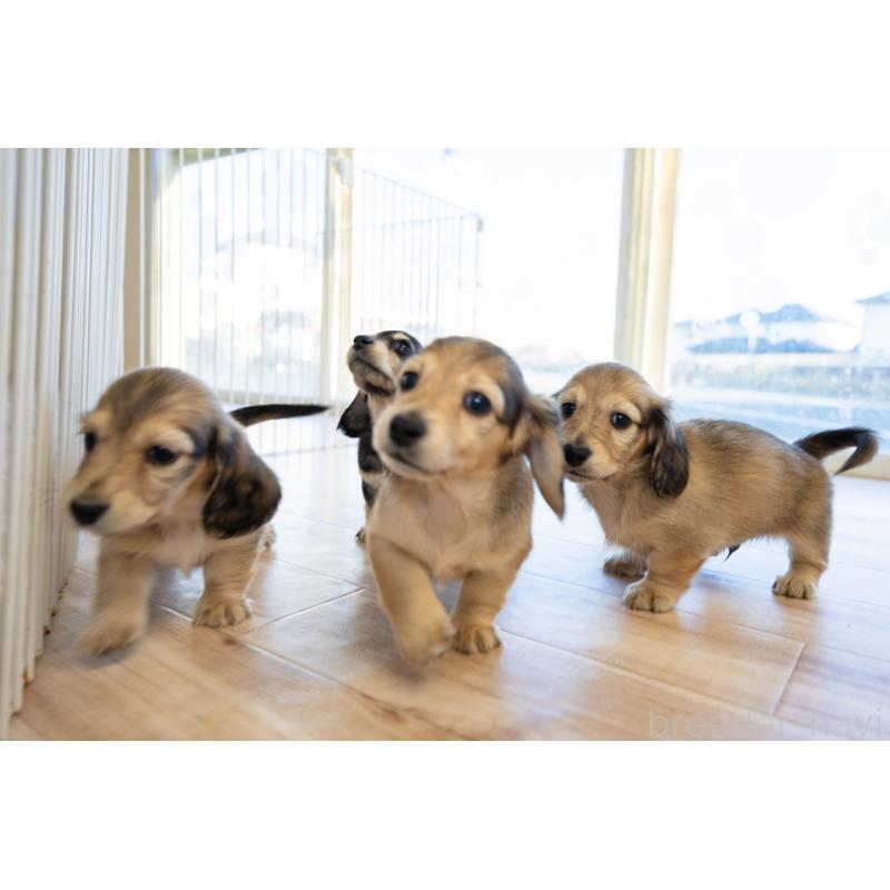 販売中の静岡県のカニンヘンダックスフンド(ロングヘアード)-424549の10枚目