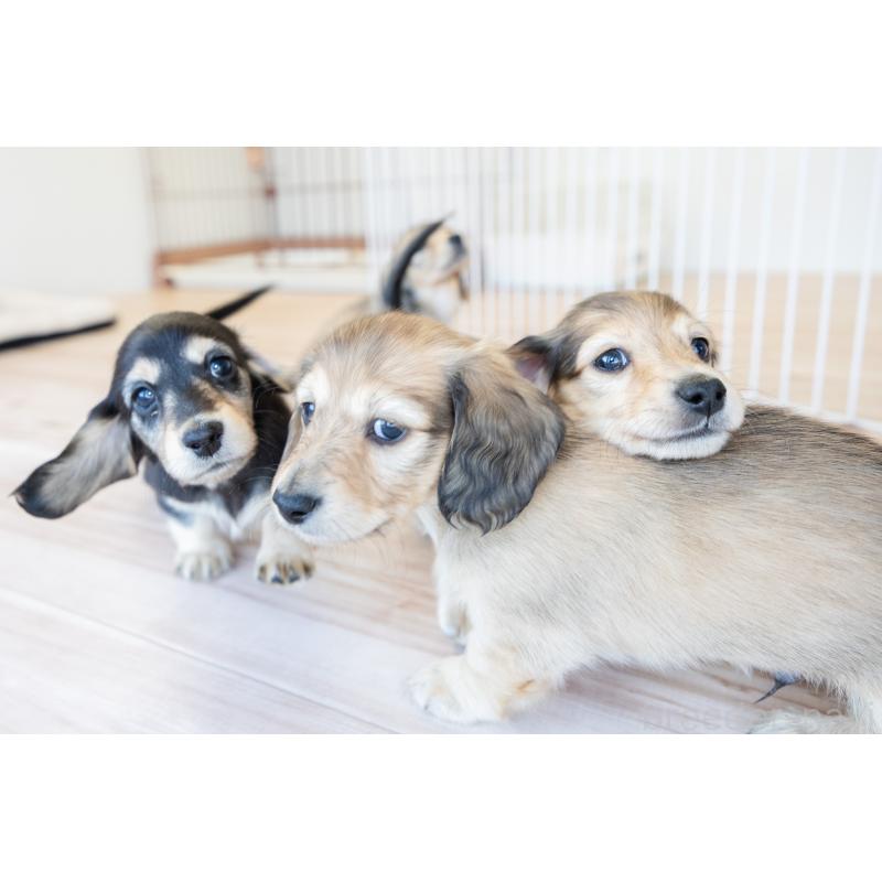 販売中の静岡県のカニンヘンダックスフンド(ロングヘアード)-424549の8枚目