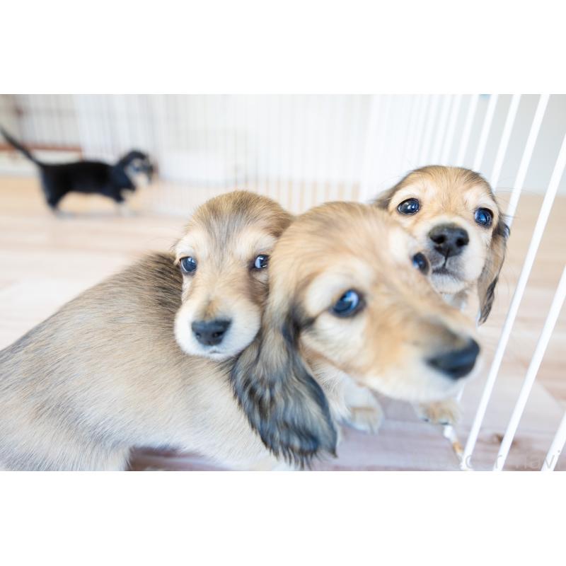 販売中の静岡県のカニンヘンダックスフンド(ロングヘアード)-424549の7枚目