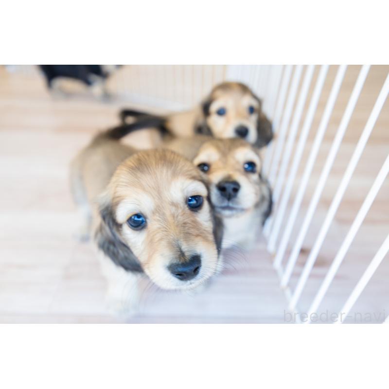 販売中の静岡県のカニンヘンダックスフンド(ロングヘアード)-424549の6枚目