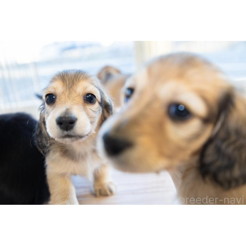 販売中の静岡県のカニンヘンダックスフンド(ロングヘアード)-424549の5枚目