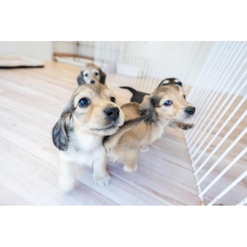 販売中の静岡県のカニンヘンダックスフンド(ロングヘアード)-424549の4枚目