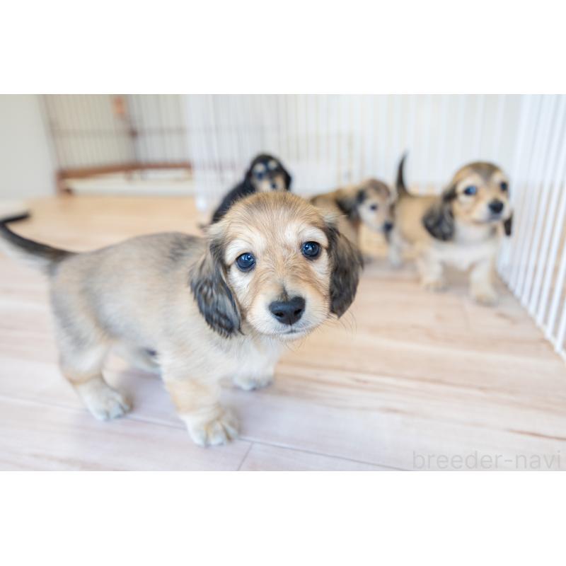 販売中の静岡県のカニンヘンダックスフンド(ロングヘアード)-424549の3枚目