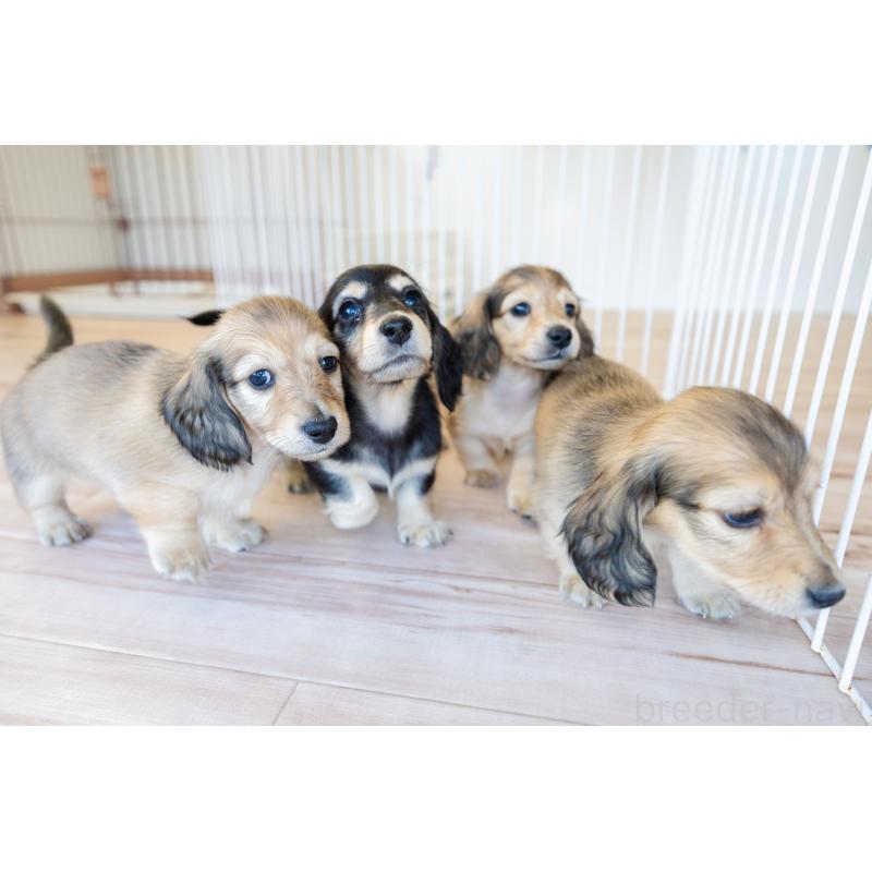 販売中の静岡県のカニンヘンダックスフンド(ロングヘアード)-424549の2枚目